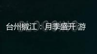台州椒江：月季盛开 游人如织